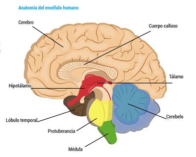 ANATOMÍA DEL ENCÉFALO HUMANO