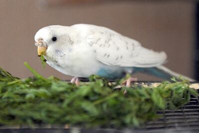 ARCHIVO - Las verduras de hoja verde contienen vitamina A, importante para el sistema inmunológico y hormonal de las aves, así como para la pigmentación del plumaje. Foto: Caroline Seidel/dpa