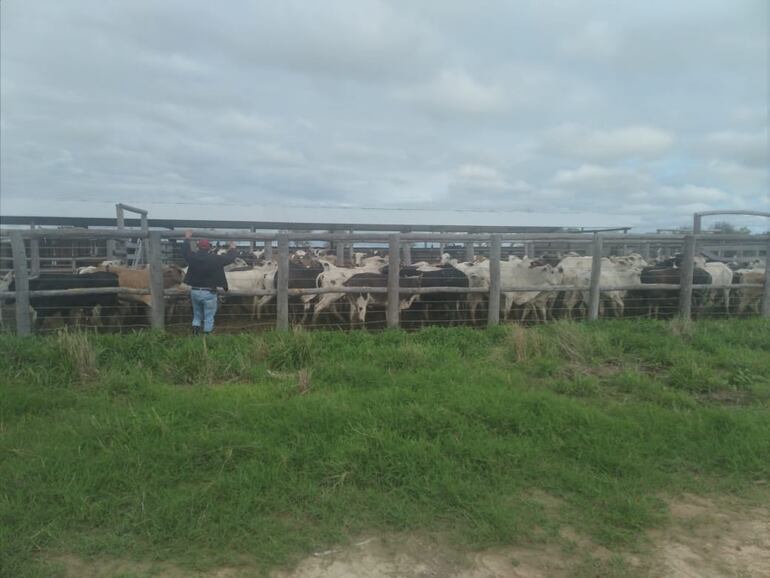 Recuperan ganado robado de la estancia El Solitario, en Boquerón.