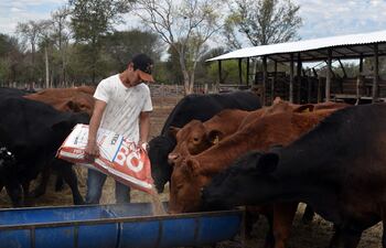 Las sales proteicas y energéticas favorecen a que los animales cumplan con sus requerimientos nutricionales.