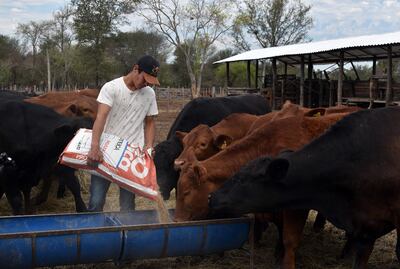 Las sales proteicas y energéticas favorecen a que los animales cumplan con sus requerimientos nutricionales.