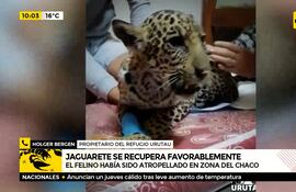 Jaguareté se recupera favorablemente