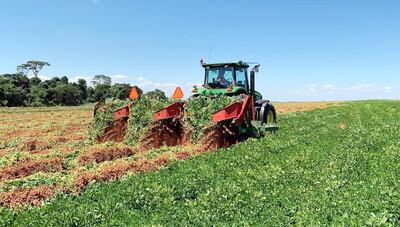 Momento de la cosecha de maní, una interesante alternativa económica y agronómica.