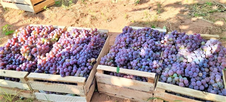 En finca están ofertando entre G. 55.000 y G. 60.000 la caja.