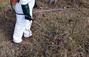 Con el control de malezas leñosas el productor puede recuperar áreas de pasturas para los animales.