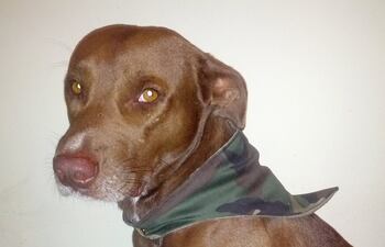 Todinho, el perro que se hizo viral en las redes sociales.