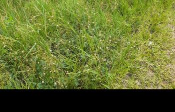 Camioneta oficial de la Municipalidad de General Artigas volcó cuando trasladaba a una paciente.