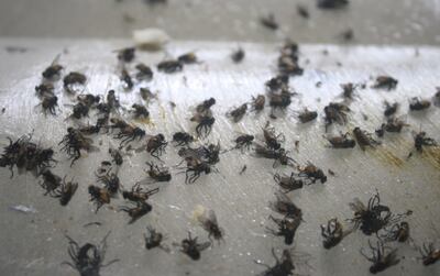 Las moscas transmiten virus de todo tipo y pueden generar varias enfermedades.