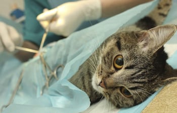 La Asociación de Médicos Veterinarios Especialistas en Pequeños Animales aborrece el brutal procedimiento de “castración” en gatos realizado por dos supuestos funcionarios de la Gobernación de Amambay. Foto ilustrativa.