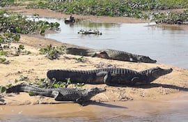 Los yacarés se relajan bajo el sol a orillas del río en la zona del Pantanal en el Alto Paraguay.