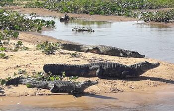 Los yacarés se relajan bajo el sol a orillas del río en la zona del Pantanal en el Alto Paraguay.
