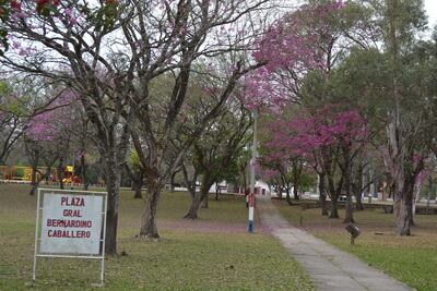 Lapachos floridos se pusieron a tono para celebrar el aniversario fundacional.