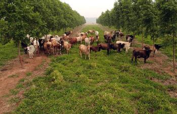 Cría de ganado combinada con producción forestal. conocida como sistema silvopastoril.