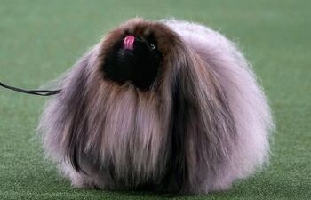 Wasabi, de tres años, fue designado ganador entre un grupo de siete perros finalistas que incluía al bulldog francés Mathew, al viejo pastor inglés Connor, a Striker, un samoyedo (perros para trineos), y a Boy, un terrier blanco West Highland.