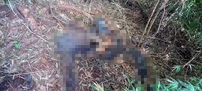 Restos óseos hallados en el distrito de Carlos Antonio López.