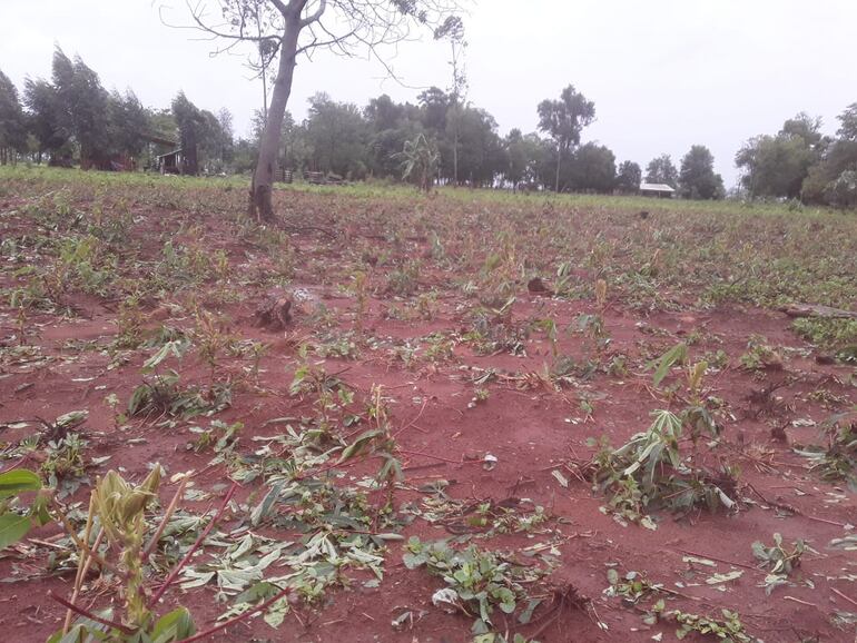 Cultivos dañados tras la tormenta en Guayaybi e Yrybucua.
