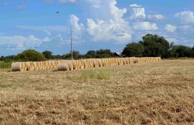 Fardos de heno en una propiedad del Chaco Central. Quienes no tienen reserva forrajera, pagan altas sumas en época de sequía para alimentar al ganado.