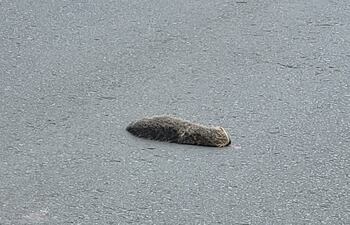 Imagen del hurón muerto compartida por el fotógrafo Óscar Rodríguez.