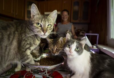Lara Bezvesilna, es una mujer ucraniana que ha decidido acoger en su hogar a gatos y perros abandonados producto de la guerra, en Járkov (Ucrania). "Cuánto más conozco a las personas más amo a los animales. Ellos nunca te abandonarían, incluso en una guerra. Muchos animales abandonados de la zona se quedan aquí y no se alejan de su hogar, aunque esté vacío, porque esperan a sus dueños", explicó Lara.