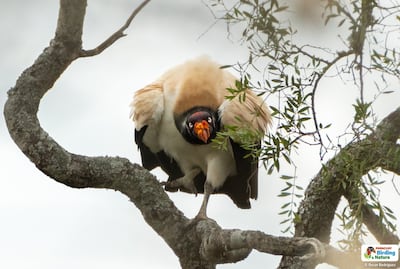Yrybu-rubicha (Sarcoramphus papa), fotografía gentileza de Oscar Rodríguez (Paraguay Birding & Nature).