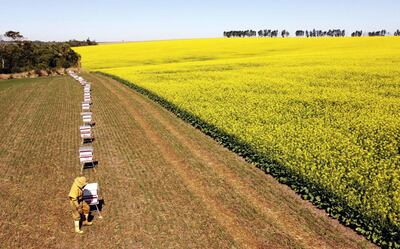 A la derecha un cultivo de canola, a la izquierda Juan Gunther Dohmann revisando sus colmenas.