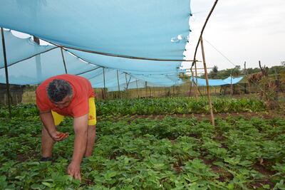 La lluvia trae alivio a los productores de la zona de Misiones.