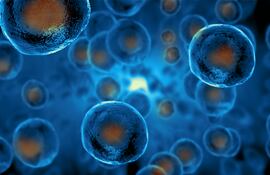 Investigadores de centros españoles y alemanes han publicado este miércoles en la revista Nature un novedoso mecanismo para llevar sustancias bioactivas al interior de la célula.