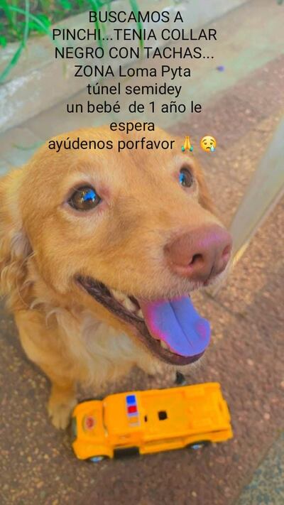 Pinchi, mascota perdida
