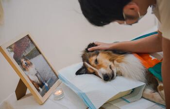 Los perros fallecieron luego de consumir chorizos presumiblemente envenenado. (Foto ilustrativa).