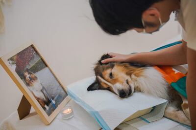 Los perros fallecieron luego de consumir chorizos presumiblemente envenenado. (Foto ilustrativa).