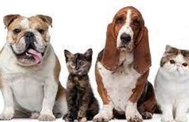 El Congreso Nacional de Veterinarios de Especialistas en Pequeños Animales, se realizará en el complejo de aulas de la Facultad de Ciencias Veterinarias de la Universidad Nacional de Asunción, en San Lorenzo, con la presencia de profesionales extranjeros y nacionales.