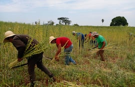 Los productores se encuentran en plena cosecha de la oleaginosa en las distintas fincas agrícolas