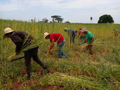Los productores se encuentran en plena cosecha de la oleaginosa en las distintas fincas agrícolas