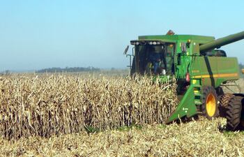 La producción de maíz en 2019 tuvo un importante aumento, lo que repercutió en el incremento de la exportación, según destaca el informe de Capeco. Se enviaron 1.706.673 toneladas más en comparación con el año 2018, se indicó.