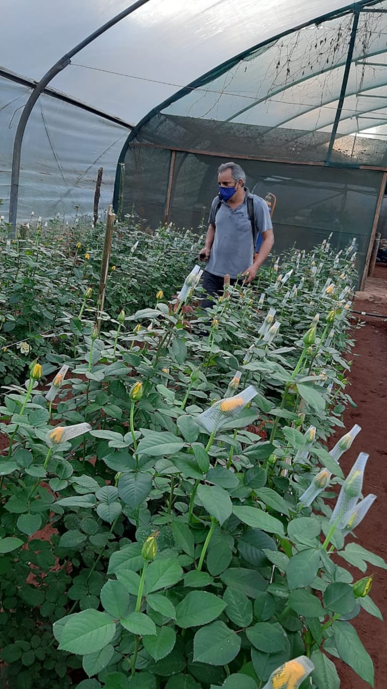 Tecnología, fumigación y riego por goteo son los secretos de esta producción.