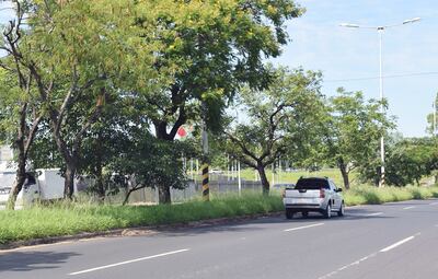 Las lluvias hicieron crecer malezas en el paseo central de la autopista. No hay cuidados regulares.