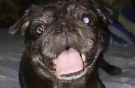 Valentina, la pug de 7 años que fue robada y recuperada en procedimiento policial.