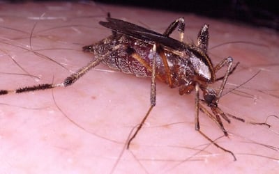 Así luce el mosquito conocido como "ñati'ũ kavaju".