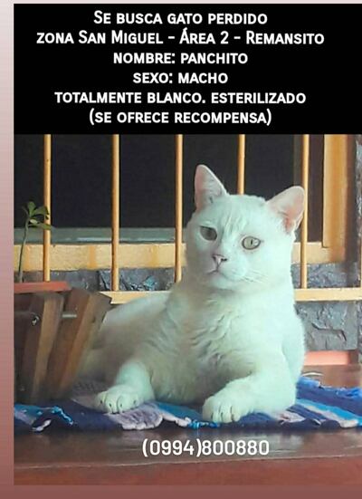 Panchito, mascota perdida