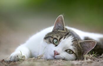 La nefropatía es la presencia de anomalías en uno o ambos riñones que pueden llegar sufrir nuestras mascotas, esta enfermedad es común en gatos gerontes.