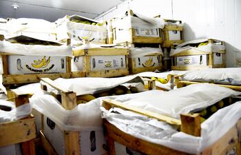 Parte de la carga de banana que trajeron a Asunción los productores.