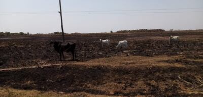 Así quedó zona Isleria, distrito de Laureles, tras los incendios.