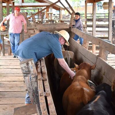 El presidente de la ARP, Dr. Pedro Galli, trabajando en la vacunación de su hato (Foto gentiliza de la ARP).