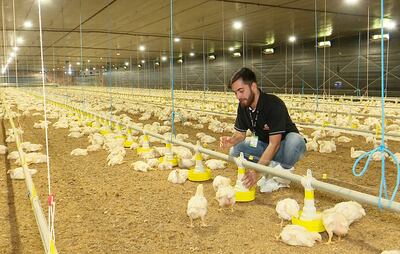 El técnico Edson Carlos de Medeiros muestra los comederos o platos tipo síntesis, que ayudan a optimizar las raciones para las aves.