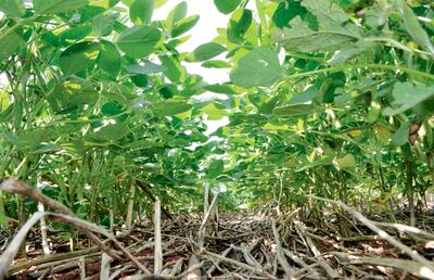 La cobertura del suelo mantiene la humedad, evita la erosión, y entrega materia orgánica.