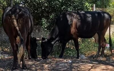Las vacas que fueron recuperadas por la Policía.