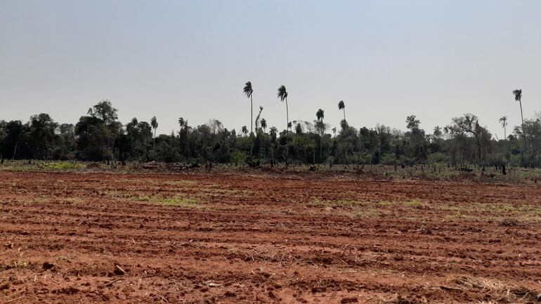 La deforestación en la región oriental sigue impune. 
