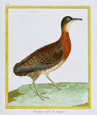 Estampa Iluminada número 828 de Martinet, ilustra al Crypturellus variegatus con la denominación de Tinamou varié de Cayenne. Si resultó complicado conseguir una imagen de las dos perdices anteriores, la del Ynambu Kogoe (Crypturellus undulatus) fue imposible, lo que indicaría que sería otra de las especias amenazadas (a pesar de no figurar oficialmente como tal).