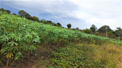 La lluvia beneficia a la producción de mandioca está en proceso de crecimiento.
