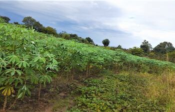 La lluvia beneficia a la producción de mandioca está en proceso de crecimiento.